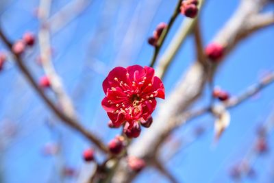 Red plum blossom