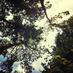 Low angle view of trees against sky