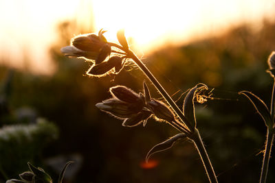 Close-up of wilted plant on field during sunset