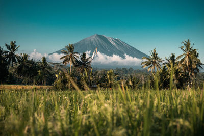 Scenic view of palm trees on field against clear sky