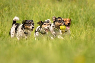 Dogs running on grass