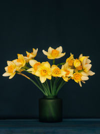 Yellow daffodils