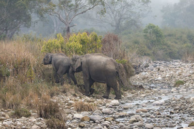 Side view of elephant walking in forest