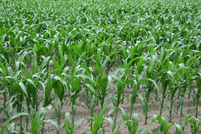 Close-up of fresh green plants in field