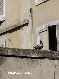 Low angle view of bird on building wall