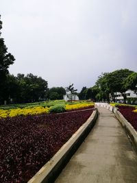 Trees in park against sky