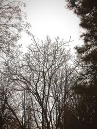 Low angle view of bare trees against clear sky