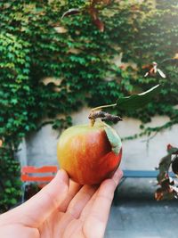 Close-up of hand holding apple