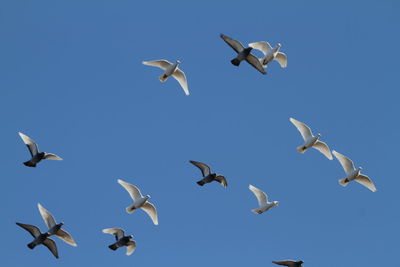 Low angle view of birds flying against clear blue sky