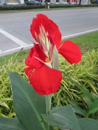 Close-up of red flower blooming outdoors