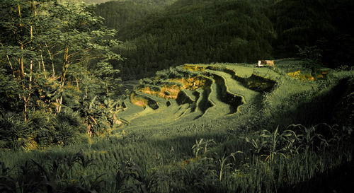 High angle view of agricultural field