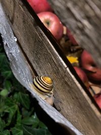 Close-up of snail on wood