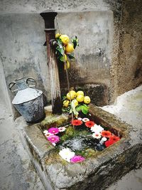 Flower pot on plant by wall of building