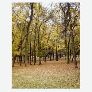 Trees in park