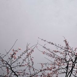 Low angle view of cherry blossoms against sky