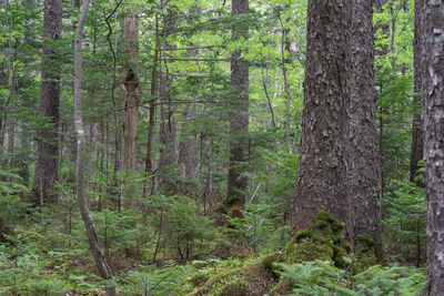 Pine trees in forest