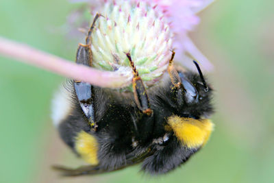 Close-up of bee pollinating flower