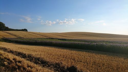 Scenic view of agricultural field against sky