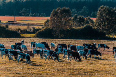 Horses in a field