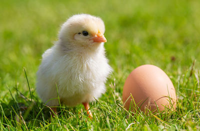Close-up of a bird on grass