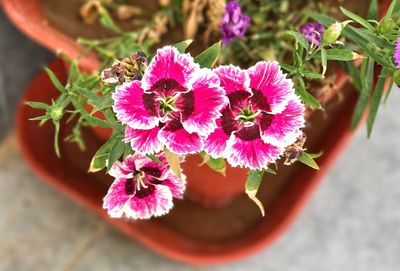 Close-up of flowers blooming outdoors