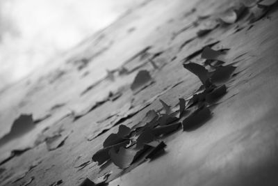 High angle view of wood on table