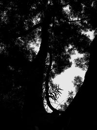 Low angle view of silhouette trees against sky