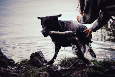 Dog standing on land