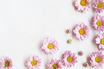 High angle view of pink flowering plant against white background