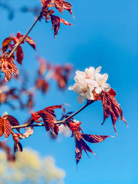 Beautiful sakura