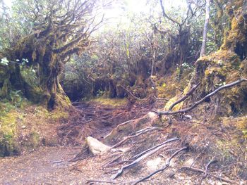 Trees in forest