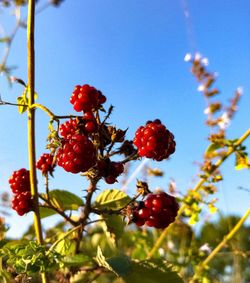 Low angle view of red berries on tree against sky