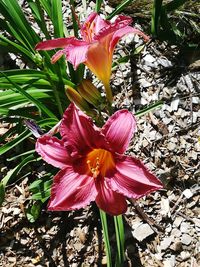 Close-up of pink flower