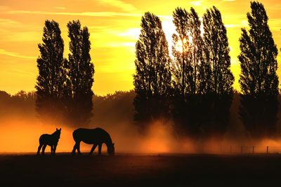 Silhouette horses grazing on field against sky during sunset