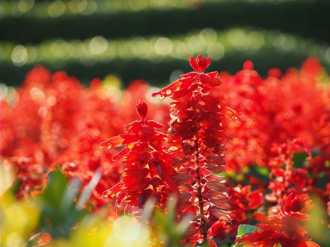 red, flower, freshness, fragility, growth, focus on foreground, plant, beauty in nature, close-up, petal, selective focus, drop, nature, blooming, flower head, wet, water, season, in bloom, outdoors