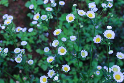 Close-up of white flowering plants on field