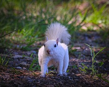 White squirrels