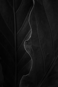 Close-up of leaf on plant