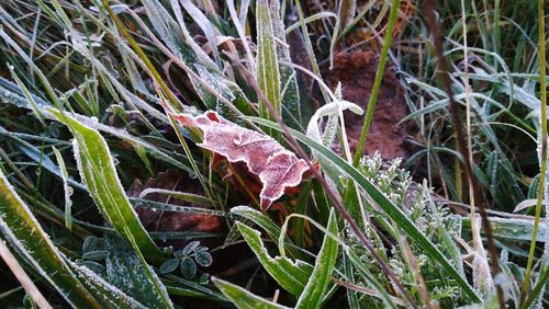 Close-up of frozen plant growing on field