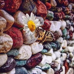 Close-up of butterfly on daisy amidst pebbles