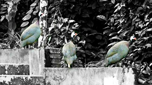 Close-up of birds perching on leaves