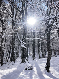 Trees on snow covered land against bright sun