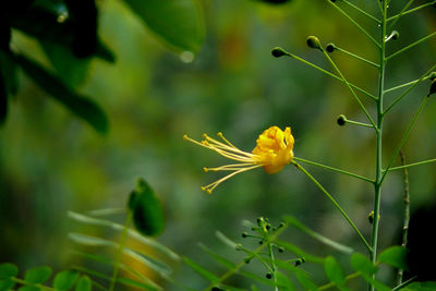Close-up of yellow flowering plant