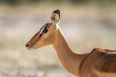 Close-up of female common impala under sun