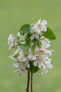 Close-up of white cherry blossom