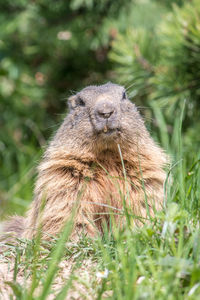 Portrait of an animal on field