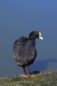 Close-up of bird perching on lakeshore