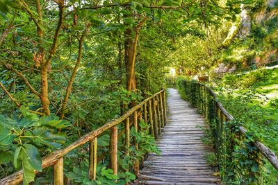 Walkway amidst trees in forest