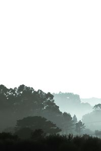 Silhouette trees in forest against sky