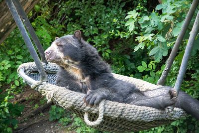 View of an animal sitting on plants
